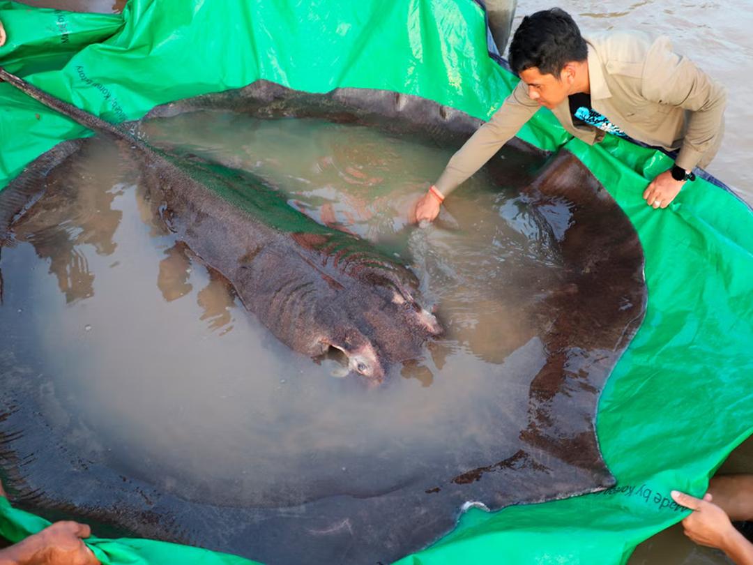 世界上有记录最大的淡水鱼,世界上目前发现最大的淡水鱼