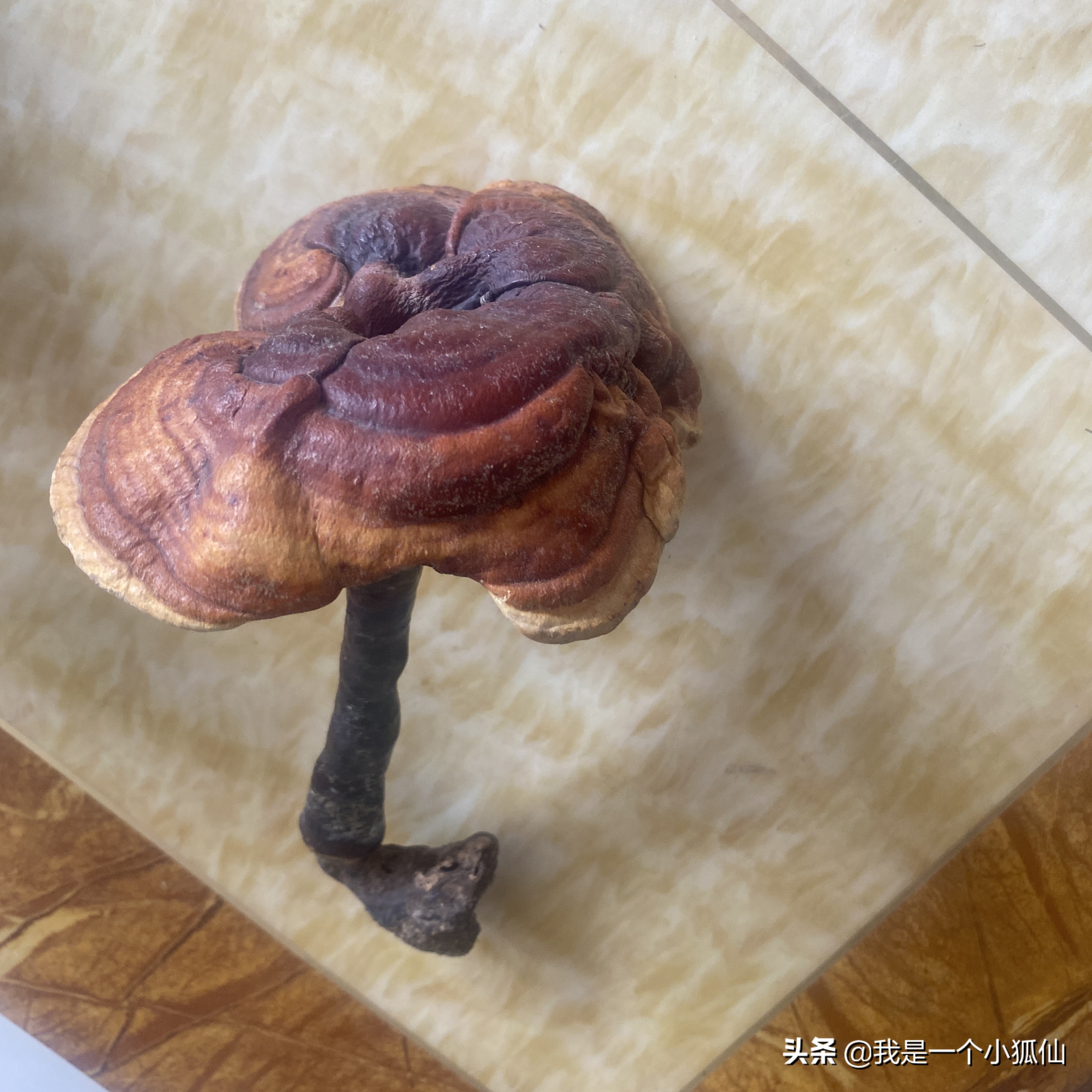 我在朝鲜买灵芝《那年，公司将我从非洲安哥拉调到了朝鲜之76》