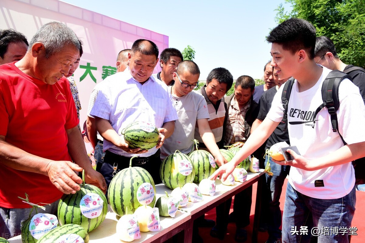 孙培博西瓜视频讲座,孙培博大棚西红柿种植技术