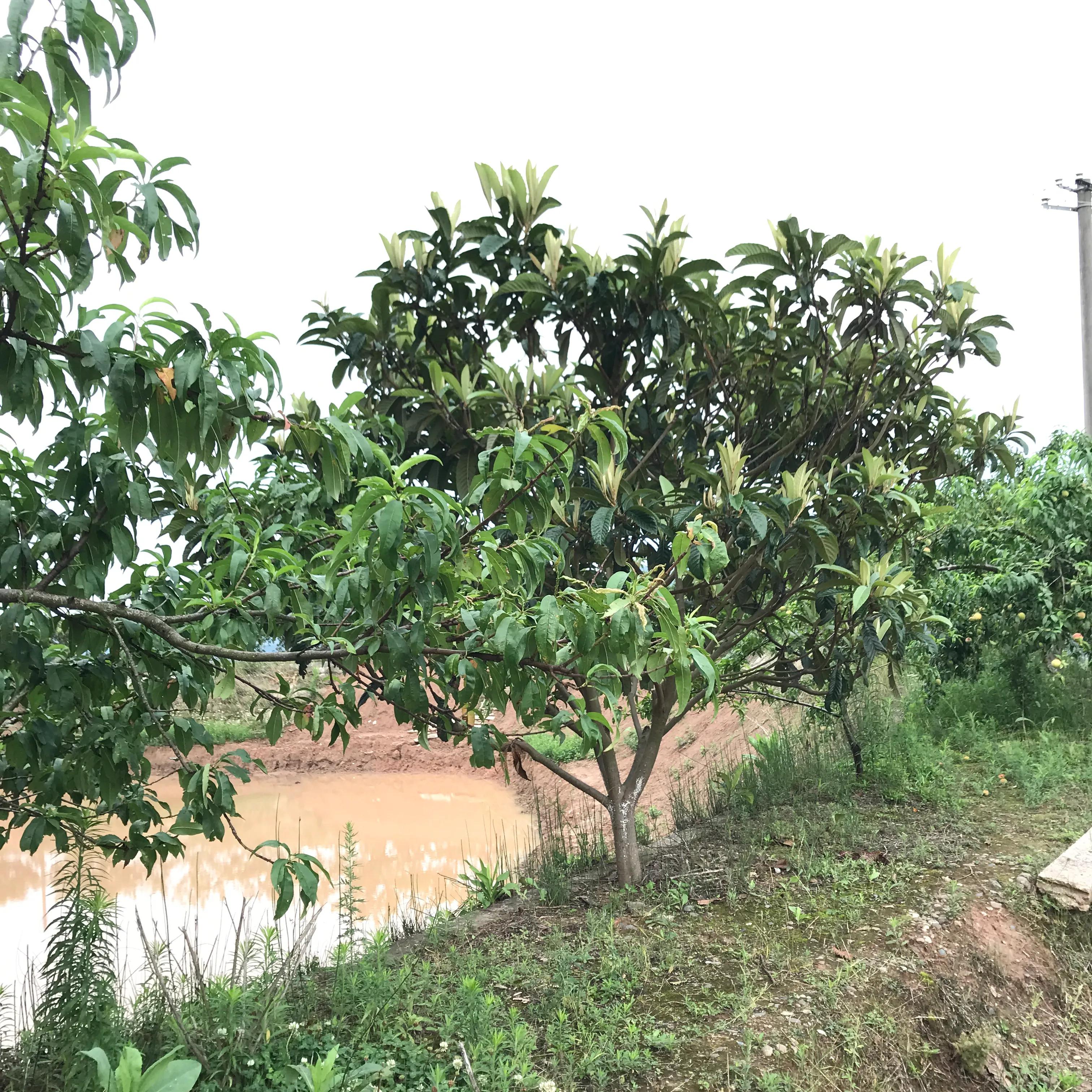 世外桃源山顶的隐居生活,山顶世外桃源