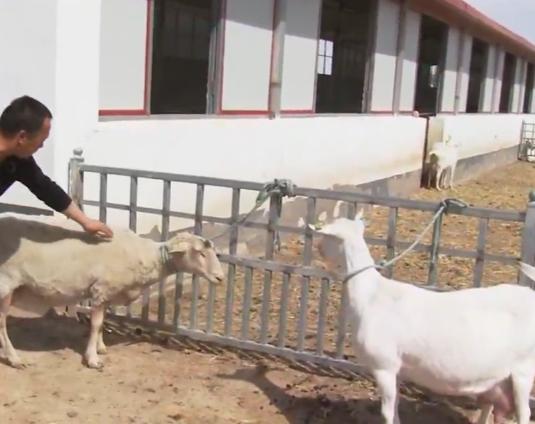 养羊赚钱的十大忠告,养羊十大赚钱的方法