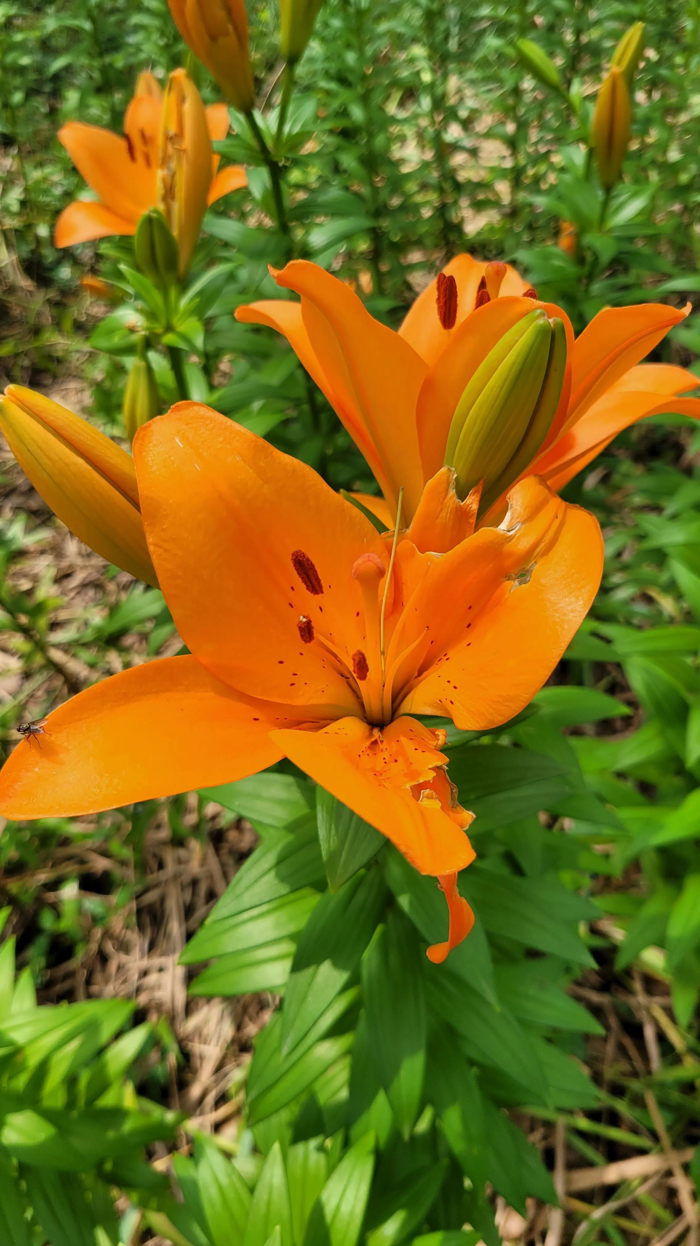 春天去无锡樱花谷旅游,无锡市梅园一日游攻略