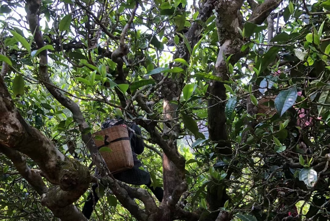 卖茶叶的利润空间有多少,卖茶叶生意利润怎么样