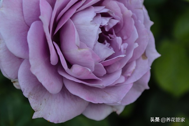 哪种紫色的月季最好看,蓝紫色的月季有哪些