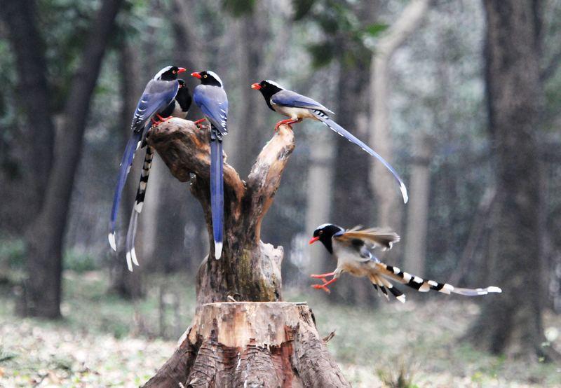 厦门行道树鸟攻击人,厦门鸟攻击人
