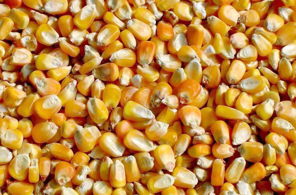 种植玉米如何选择品种,大粒玉米和小粒玉米的区别