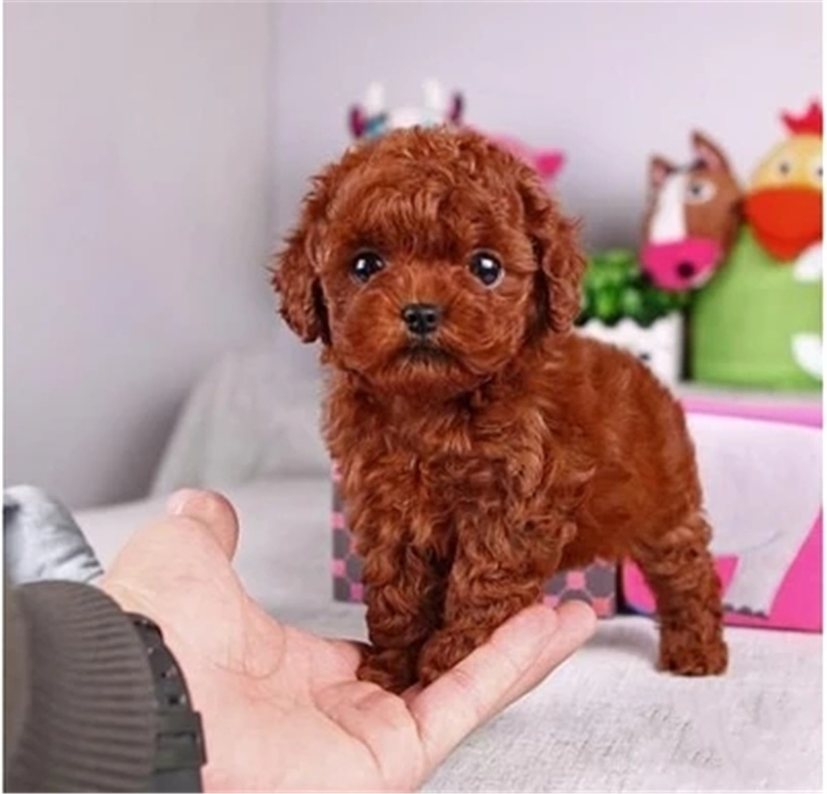 纯种泰迪和不纯种泰迪犬图片,泰迪纯种价格表真实