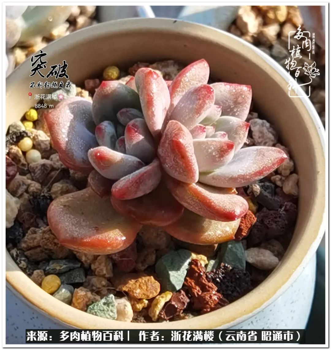 奔跑吧跑步,奔跑吧多肉盆栽