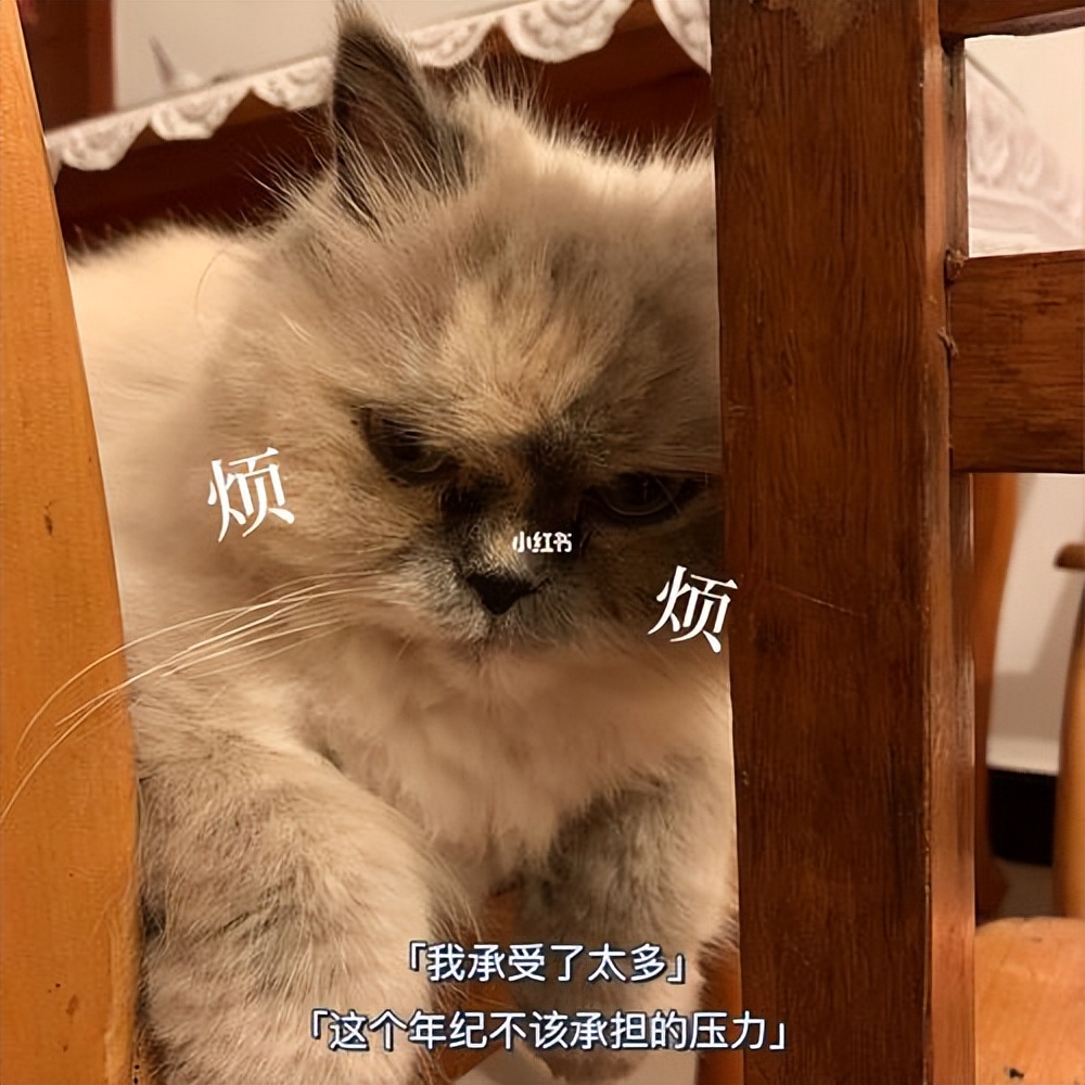 猫掉毛严重怎么办其实方法很简单,猫毛粘衣服怎么办小妙招教你解决