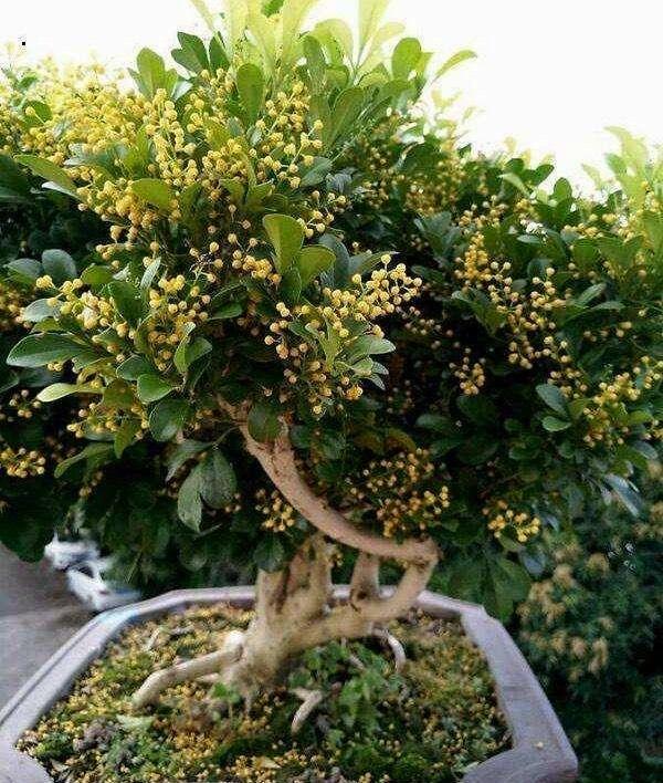 养花什么花是喜酸的,喜酸的花怎么养