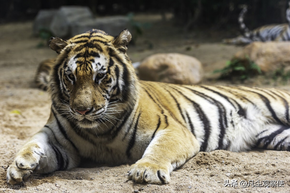 十二生肖挂件寅虎,十二生肖之寅虎