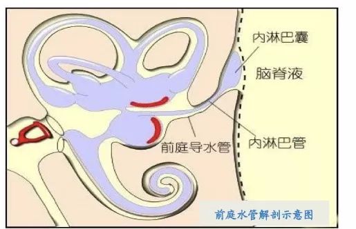 大前庭导水管正常值,大前庭导水管结构