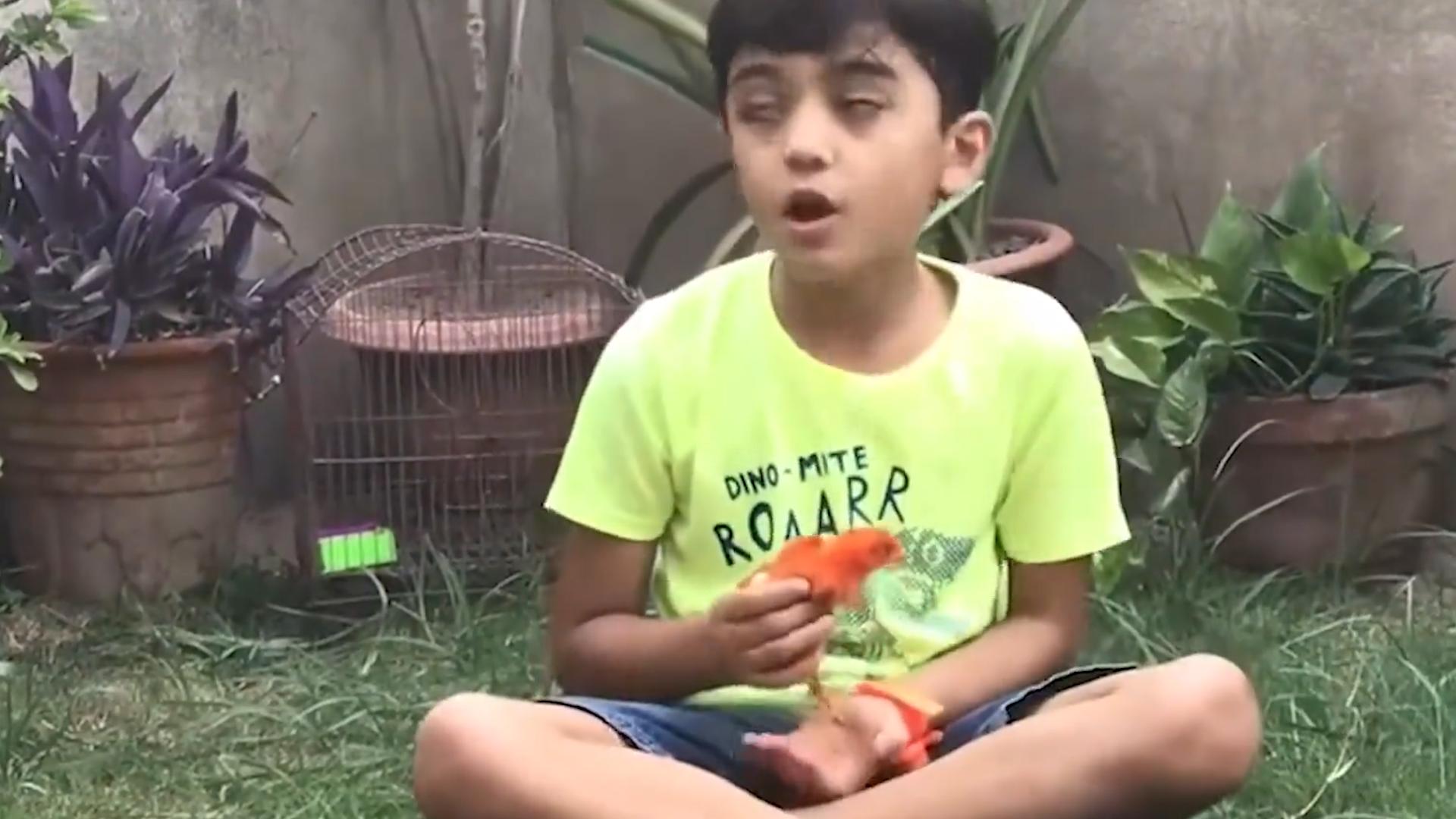 学校门口买的小彩鸡为什么养不活,学校门口的彩色小鸡为什么不能买