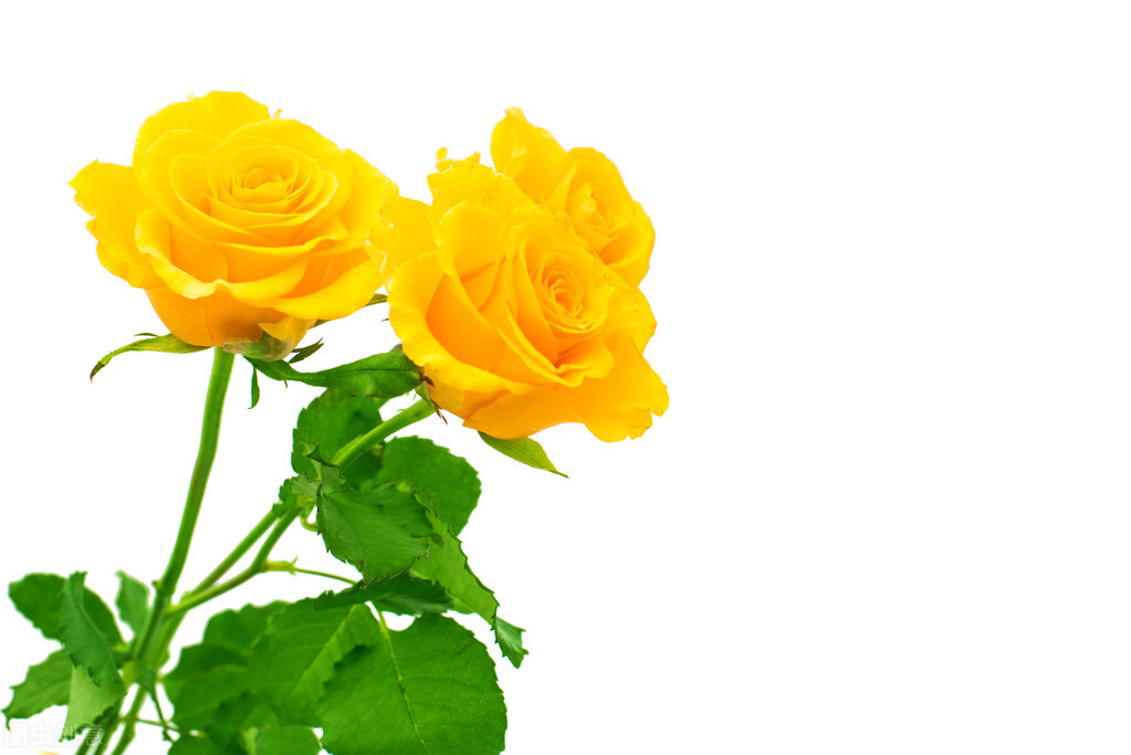 各种玫瑰花语,粉玫瑰和白玫瑰花语