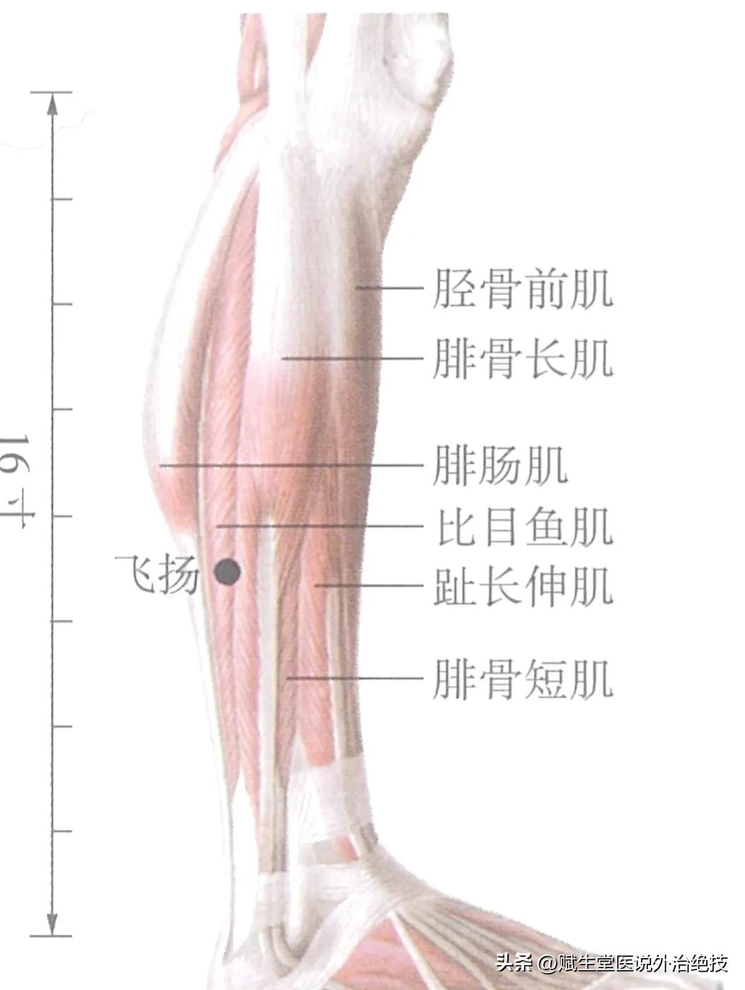 飞扬穴简单准确的取穴方法,飞扬穴准确位置在什么地方