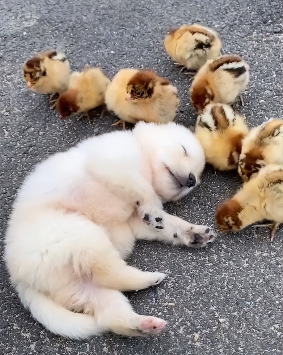 “狗界巅峰”：“把鸭当妈”骑鸭背上，全网最萌小狗吸粉550万