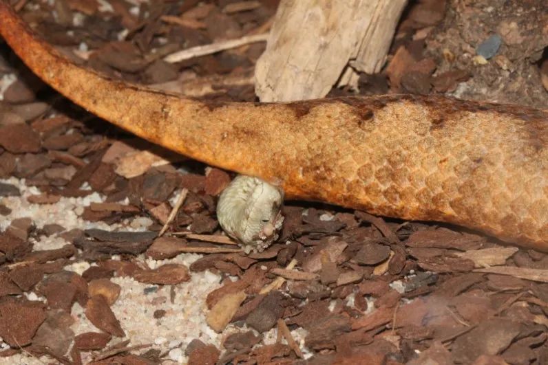 「原来欧洲有这么多种蛇？！」偷师卡塞尔的豢龙大师·下