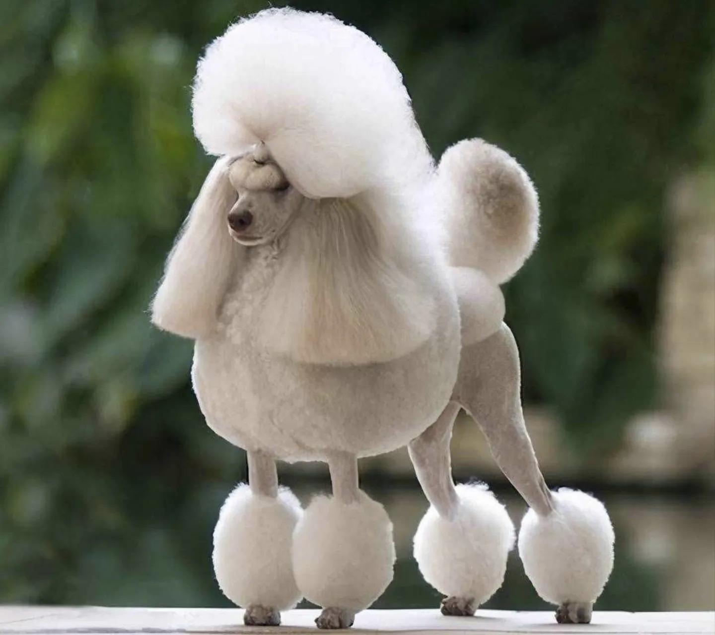 狗狗智商前十排行，排名第一狗狗的实至名归