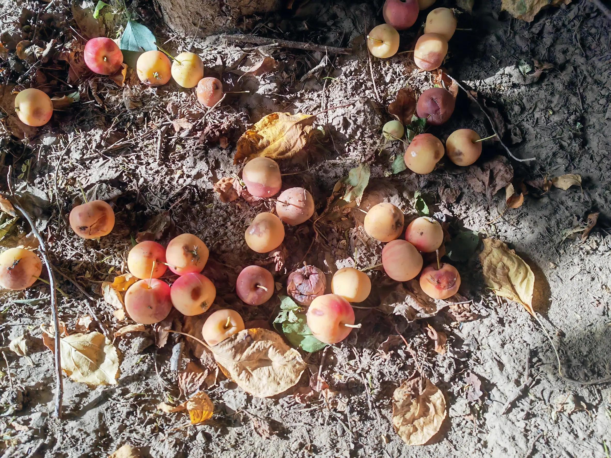 沙果——割不断的乡愁之五