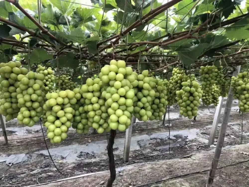 新西兰猕猴桃是中国引进的吗,新西兰猕猴桃发展