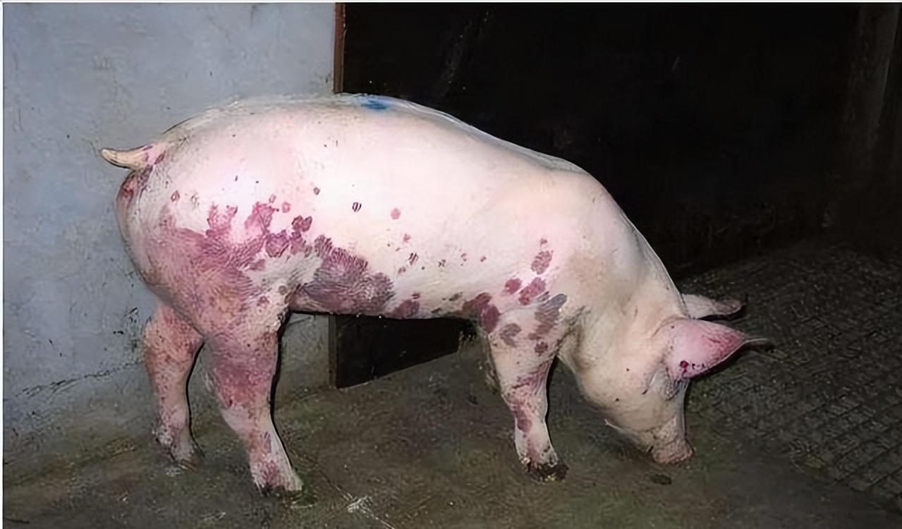 盲人兄弟盖高楼养猪,盲人兄弟养猪