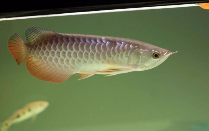 极品蓝底过背金龙,顶级蓝底过背金龙视频