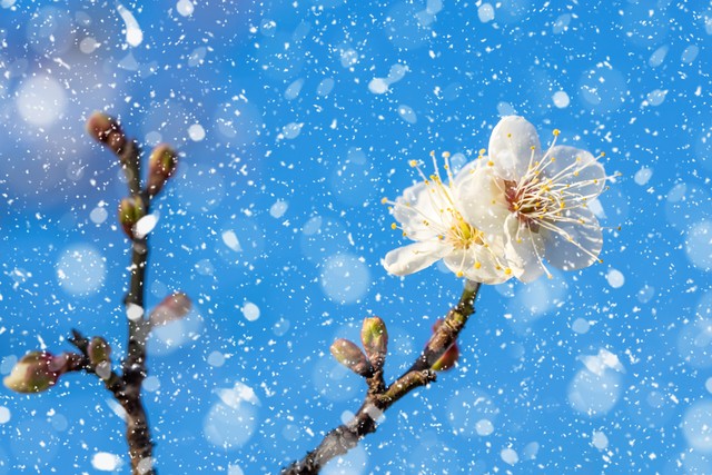 2022年联集:归梦