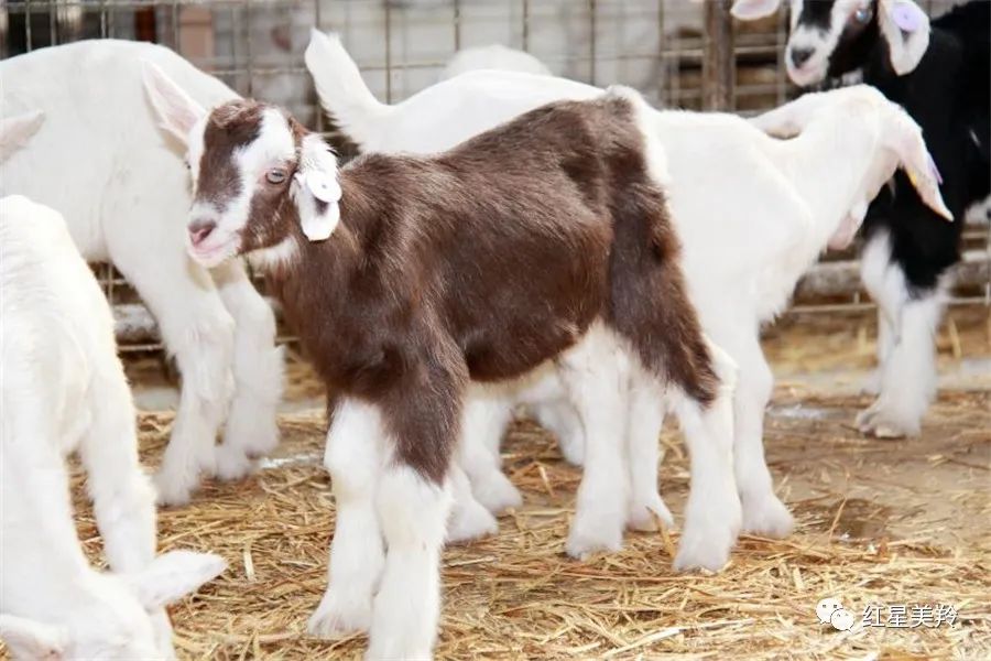 美羚羊无蔗糖,美羚羊奶质量怎么样