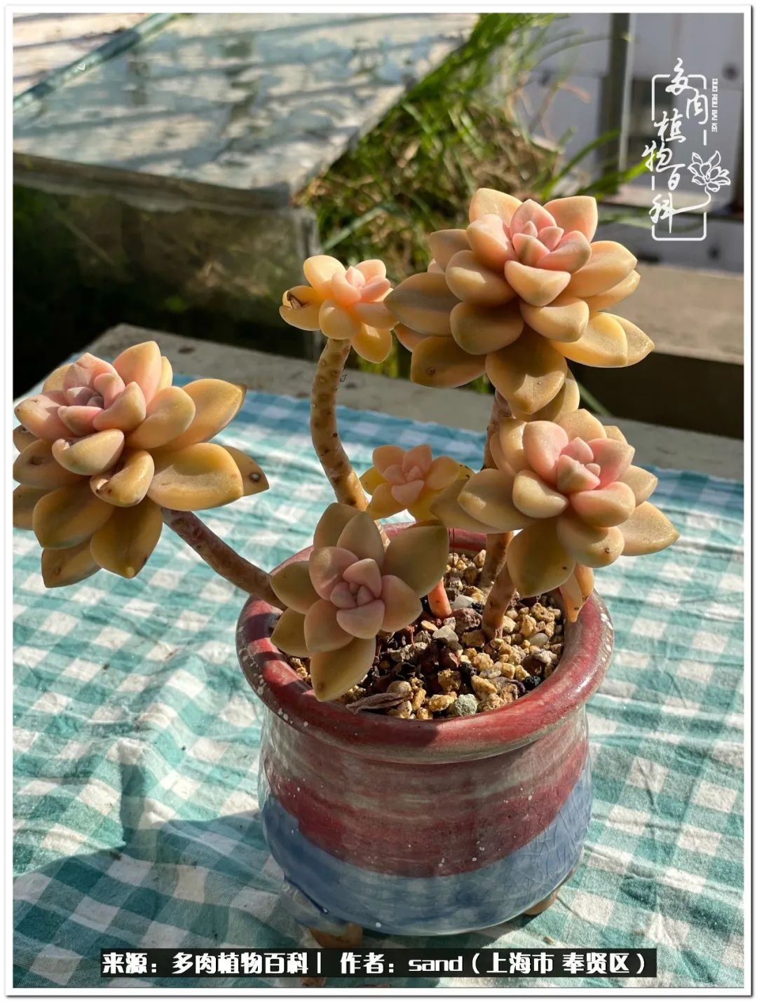 养点花草给生活添点乐趣,养点花花草草心情自然会好