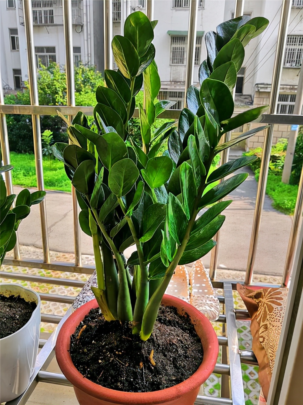 家里光照不足建议养这10种耐阴花,阴暗无光角落适合养什么花