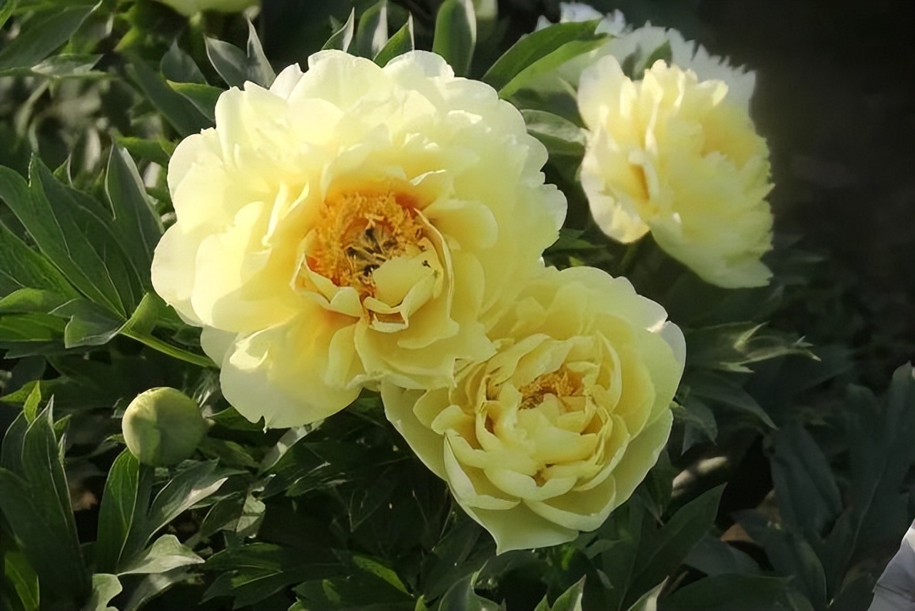 这个牡丹中的稀有品种，你知道是怎么培育出来的吗？