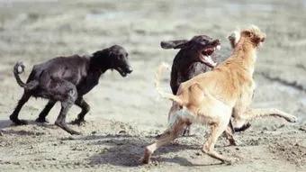 《狗王老笨的英雄路》2：七星犬自有天助，单耳立狗王大战群雄