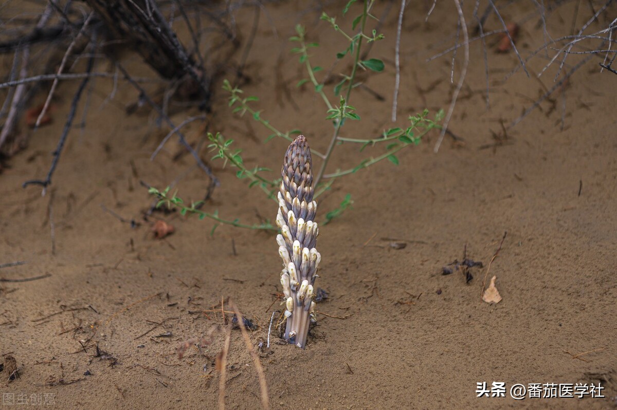 用什么东西可以做伟哥,民间制伟哥用什么
