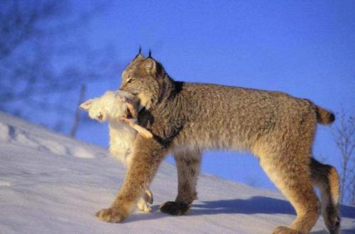 澳大利亚野兔为什么会泛滥成灾,澳大利亚的野兔为什么会泛滥成灾