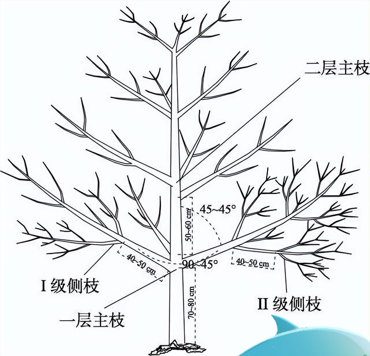 50亩山地种什么经济效益好,山东适合种的水果树种植