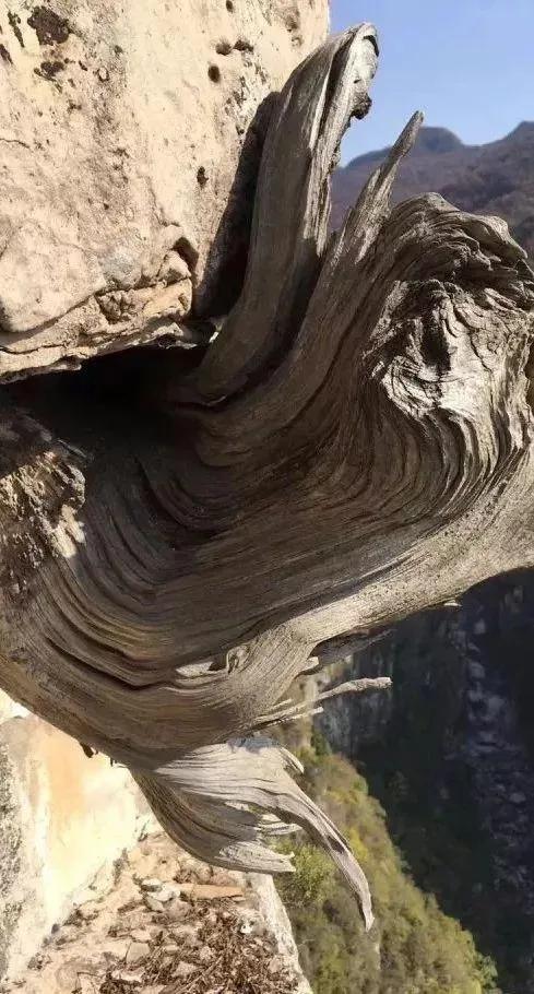 传说中的十大神木,传说中的辟邪神木