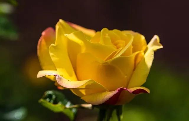 黄玫瑰代表什么含义,黄玫瑰歌曲