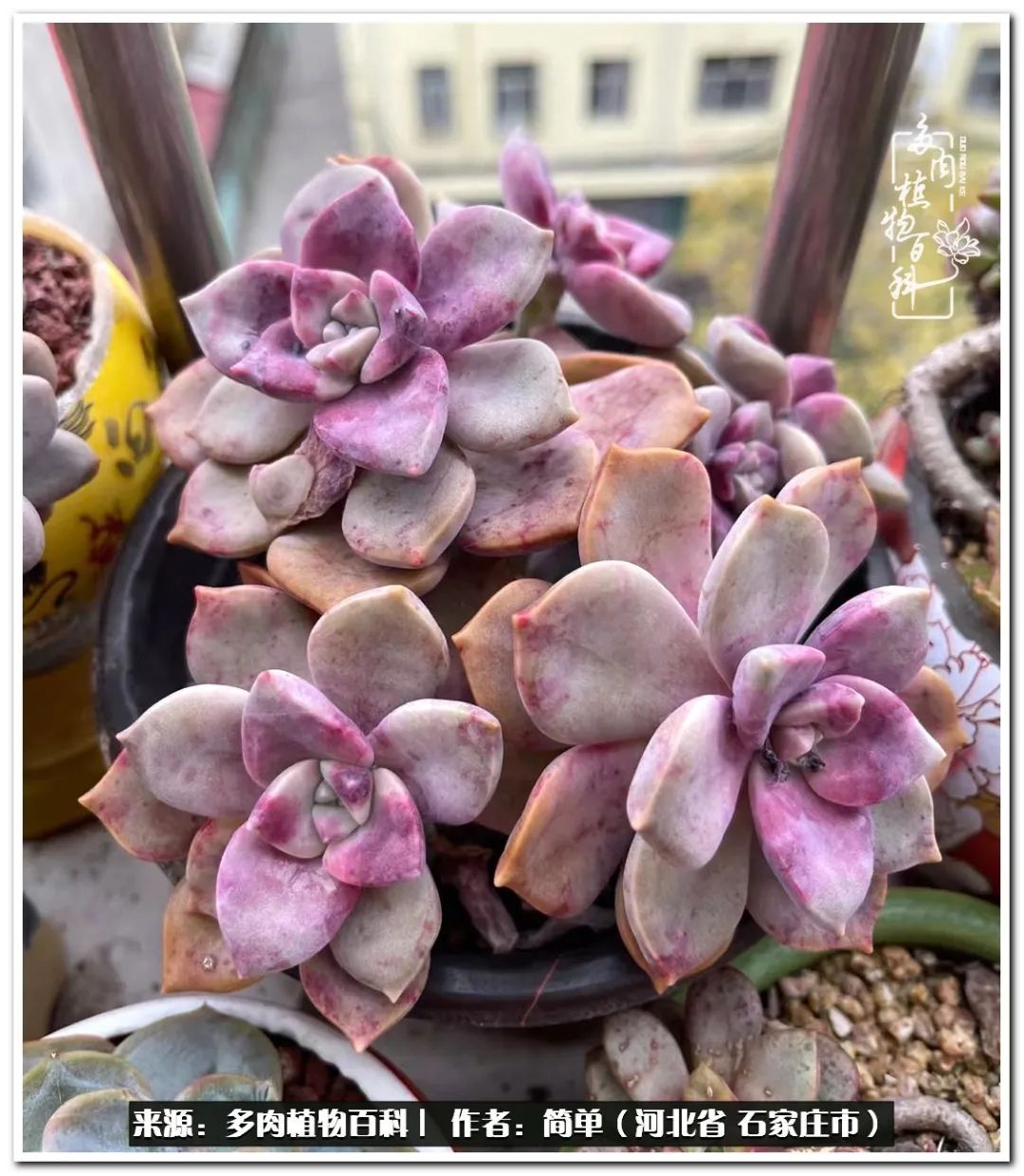 自从养了多肉以后视频,养多肉治愈生活中的疲惫和琐碎