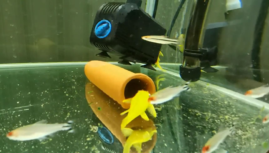 新手养鱼品种多怎么混养,新手养鱼可以多品种混养吗