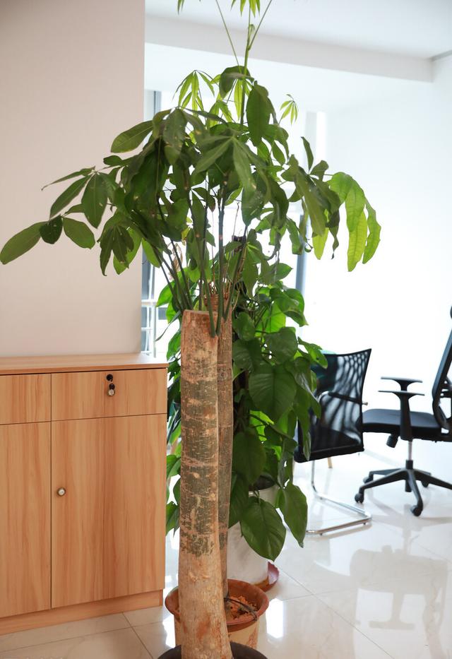 家里客厅寓意最好的树,八方来财树放在客厅什么位置最好