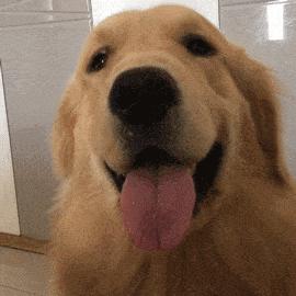 养狗这么久才知道，每次回家狗狗过来“闻”我，原来是“查岗”