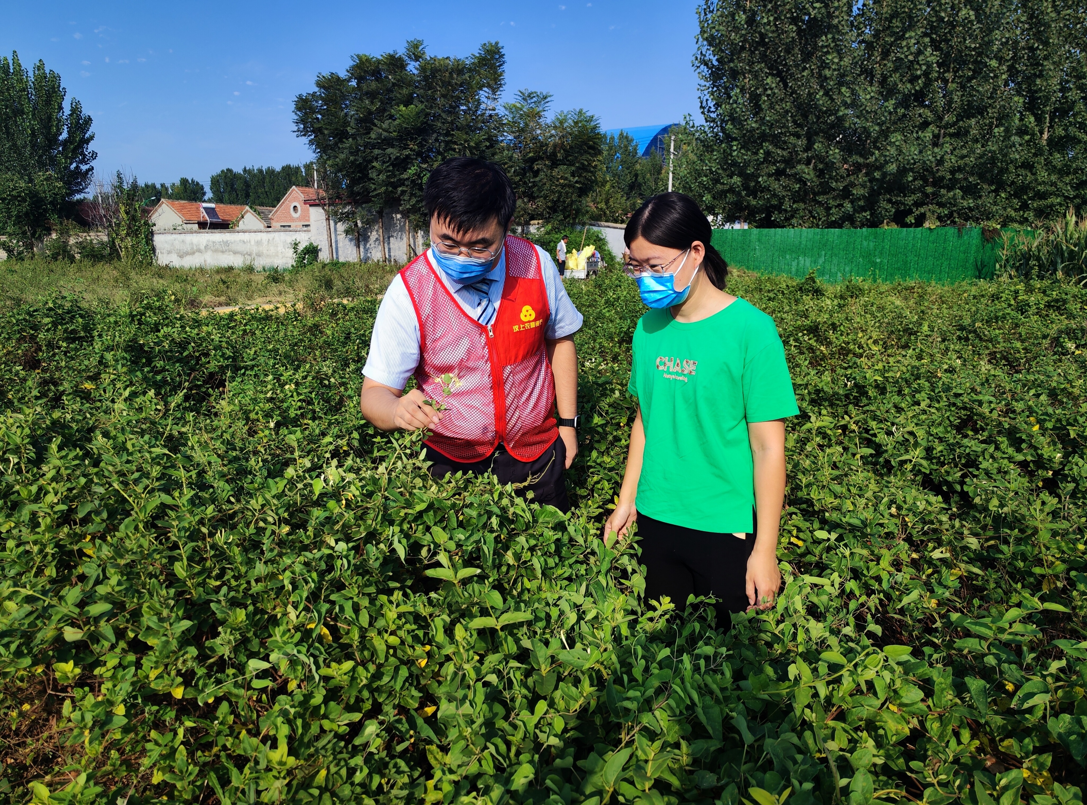 汶上农商银行：普惠金融滴灌“致富花”，金银花铺开创业“金银”路