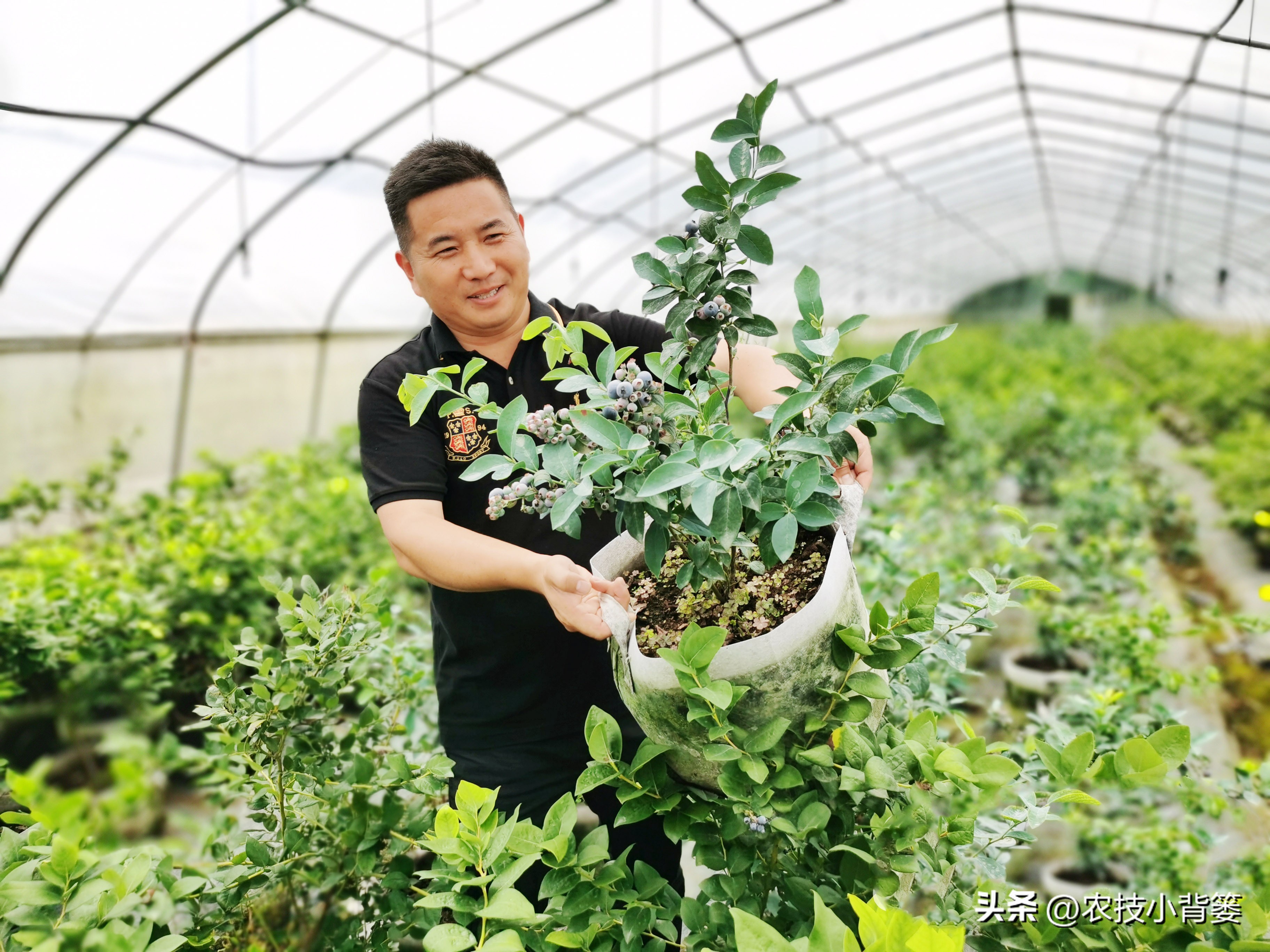 蓝莓栽培实用技术,蓝莓基质栽培水肥应该用多少