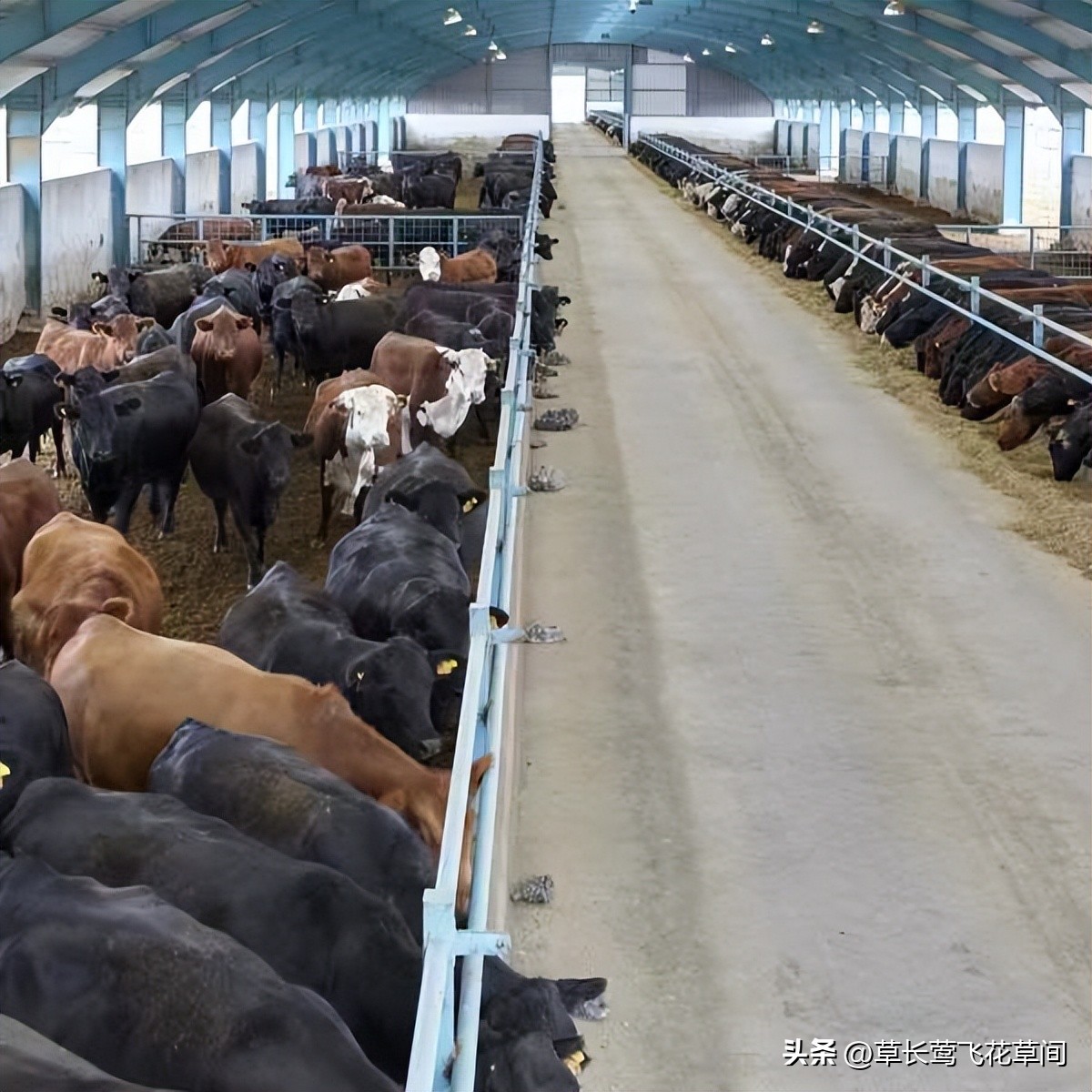 这两年养殖业养什么行情最好,养殖业养什么最有前景赚钱