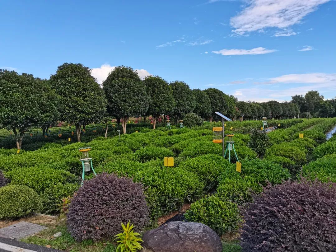 茶叶质量国际行业标准,茶叶国家质量标准最新