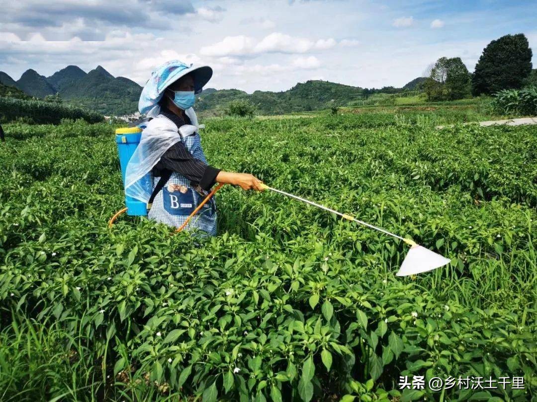 阳台种的辣椒为什么开花不结辣椒,辣椒只开花不结辣椒是什么原因