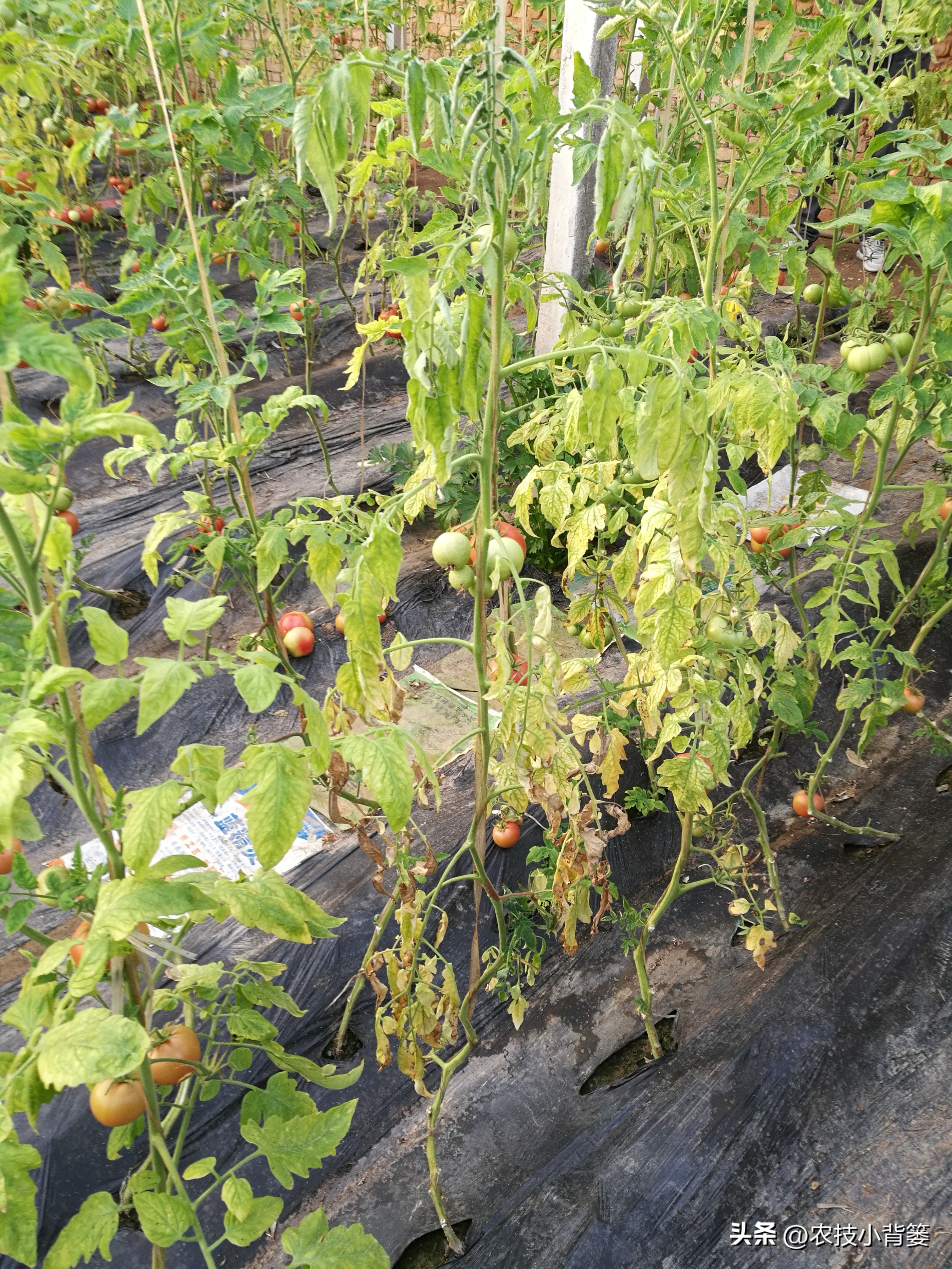 杀菌杀虫生根肥灌根的最佳方案,用杀菌剂真的能治住根部病害吗