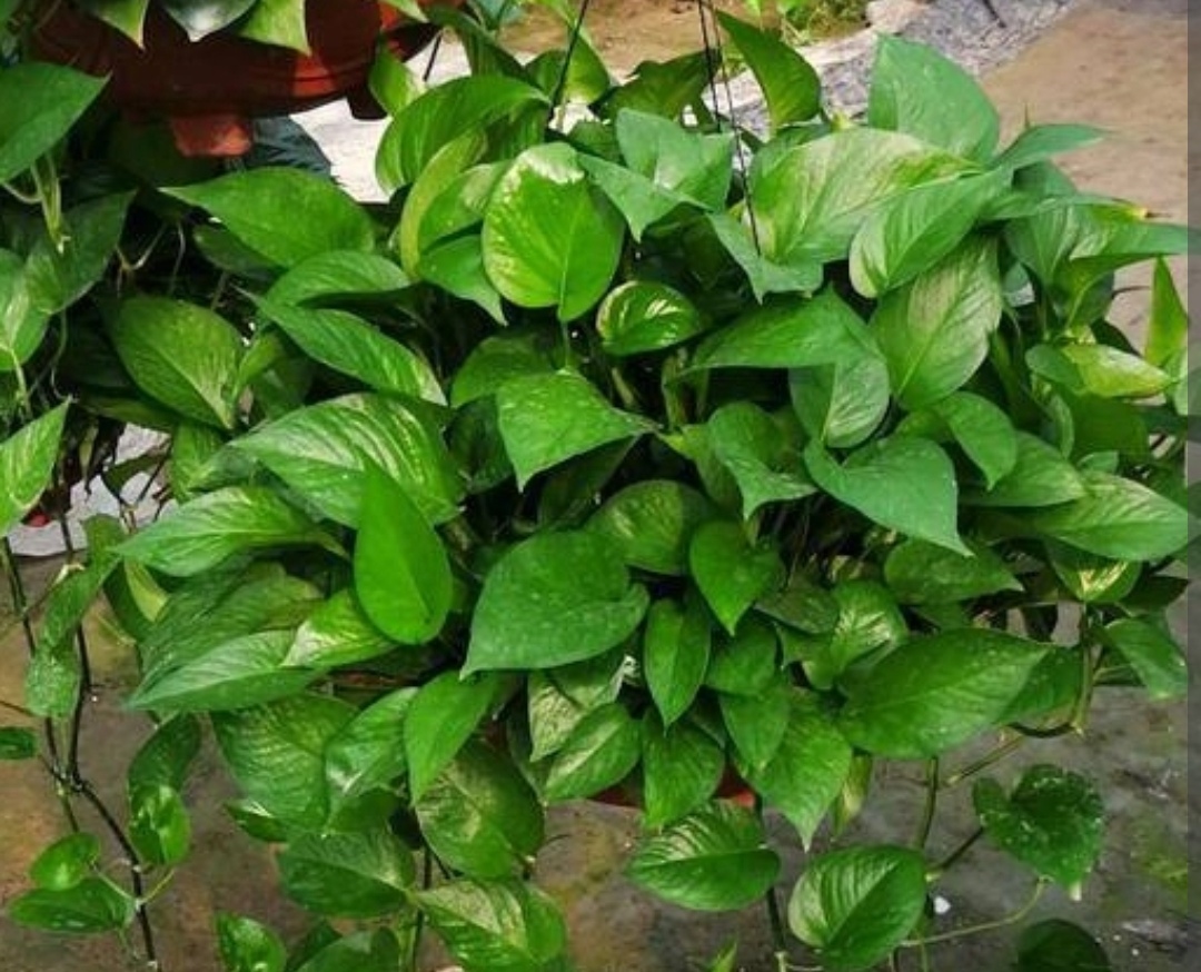 绿萝如何养又大又爆盆,我的绿萝为啥只长藤枝叶不爆盆呢