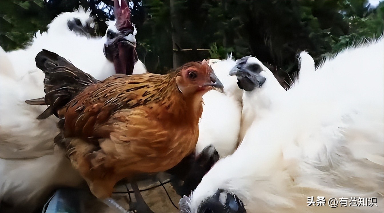 中科院博士裸辞,中科院博士谈裸辞开民宿