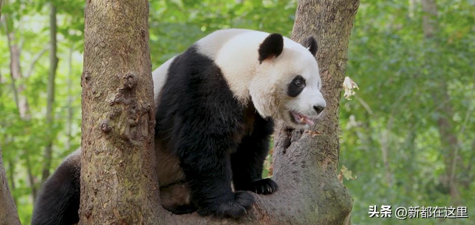 你眼中的成都英文,你眼中的郫县是什么样的